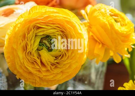 Belle pivoine herbacée jaune. Сlose vue de Ranunculus aka fleur de coupe de beurre, exquise, avec une rose-comme des fleurs. Pers Banque D'Images