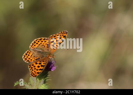 Petite nacre papillon Issoria lathonia Banque D'Images