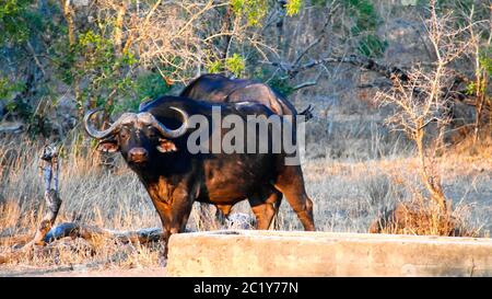 Portrait de buffle africain ou de buffle cap dans la réserve de chasse de Mkhaya, Siphofaneni, eSwatini ancien Swaziland Banque D'Images