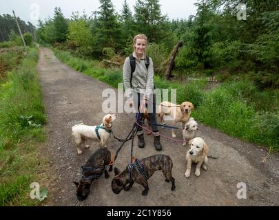 Chien professionnel de garde faisant de multiples chiens le long d'une ruelle de campagne, West Lothian, Écosse Banque D'Images