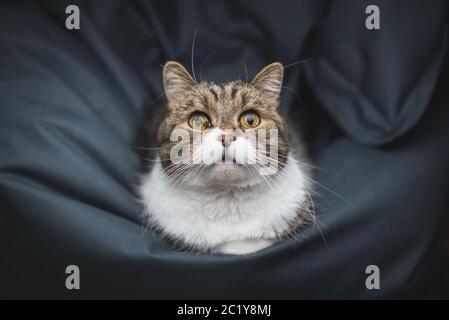 portrait d'un chat de shorthair britannique tabby se reposant sur un sac de haricots avec le regard de l'appareil photo Banque D'Images