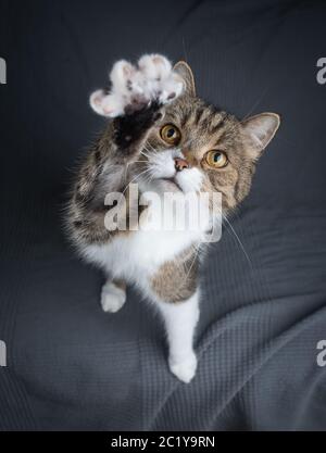 tabby joueur british shorthair chat élevant la patte pour atteindre le jouet du chat Banque D'Images