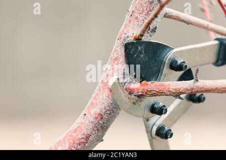 Élaguer les branches d'arbre tôt au printemps Banque D'Images