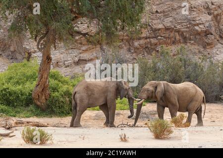 Eléphants du désert africain deux taureaux Loxodonta Africana debout en face l'un de l'autre, pleine longueur, vue latérale dans le lit de Hoanib, Damaraland, Namibie Banque D'Images