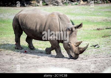 Hodenhagen, Allemagne. 16 juin 2020. Le rhinocéros du sud de Makena se trouve sur un pâturage dans le parc Serengeti. Le rhinocéros blanc du nord, qui est sur le point de disparaître, doit être sauvé avec le soutien de la Basse-Saxe. Le parc Serengeti Hodenhagen, dans la lande de Lüneburg, participe à un projet international de l'Institut Leibniz pour la recherche sur les zoos et la faune. Credit: Hauke-Christian Dittrich/dpa/Alay Live News Banque D'Images