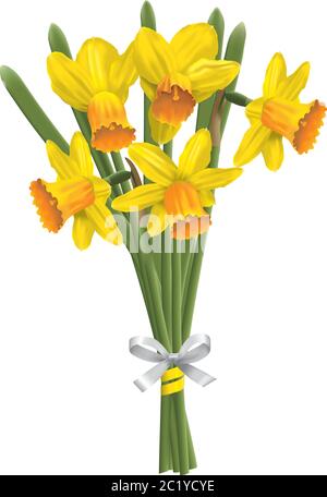 Bouquet de jonquilles jaunes (narcisse) isolés sur fond blanc. Illustration de Vecteur