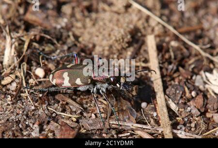 Duner le coléoptère de sable Cicindela hybrida avec la proie Banque D'Images