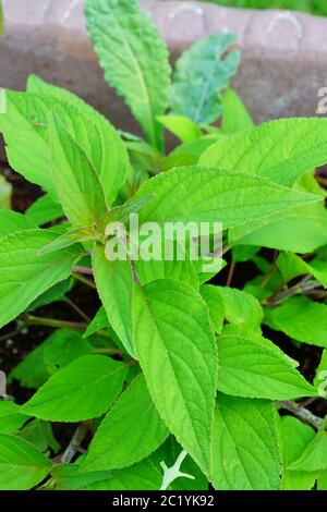 Herbe de sauge d'ananas (Salvia elegans) poussant dans le jardin Banque D'Images