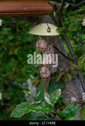 Mangeoire à oiseaux contenant des boules de graisse accrochées dans les arbres Banque D'Images