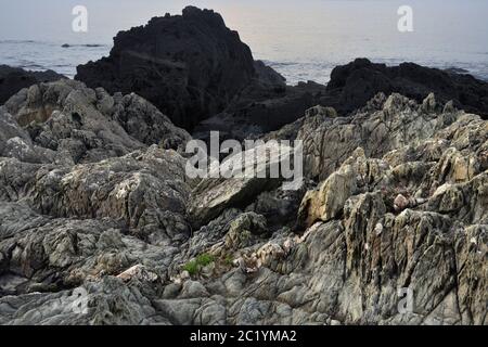 Banc de palourdes sur la côte atlantique Banque D'Images