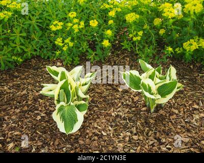 Hosta et la floraison des plantes dans un jardin d'euphorbe, frontière avec l'écorce de bois humides Banque D'Images