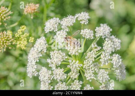 Travailleur Honeybee / APIs mellifera recherche et collecte de pollen parmi les fleurs de l'eau Dropwort / Oenanthe crocata en été soleil. Insectes Royaume-Uni. Banque D'Images