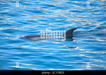 dolphin out ailette brisant la surface de l'eau Banque D'Images