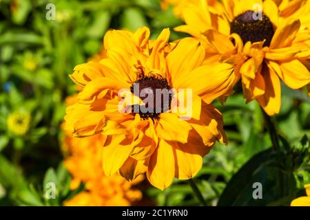 Rudbeckia hirta 'Goldilocks' plante herbacée jaune herbacée vivace été automne plante communément connue sous le nom de Susan à yeux noirs ou Coneflow stock ph Banque D'Images