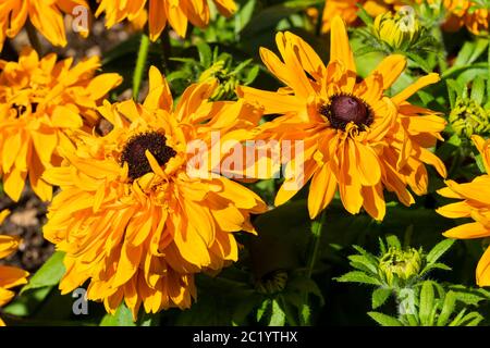 Rudbeckia hirta 'Goldilocks' plante herbacée jaune herbacée vivace été automne plante communément connue sous le nom de Susan à yeux noirs ou Coneflow stock ph Banque D'Images