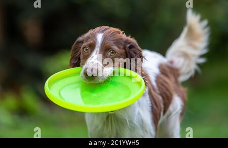 Cute little English Springer Spaniel avec queue remuante de l'extraction d'une disque volant jaune. Banque D'Images