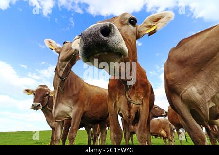 Curieux brun de bétail sur un pâturage en Bavière. Vaches curieuses Banque D'Images