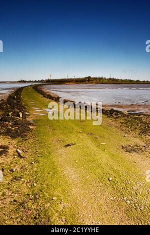 La chaussée à l'île de Northey près de Maldon, Essex, Royaume-Uni Banque D'Images