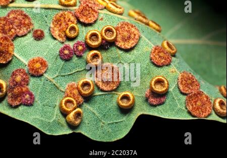 Galettes de feuilles sur les feuilles de chêne, Neuroterus numismalus (guêpe de galon) induit la lance de boutons de soie et les galettes de plaquettes thermoformées Banque D'Images