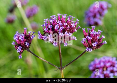 Verveine bonariensis plante herbacée pourpre vivace été automne fleur communément connu sous le nom de pourpre top ou vervain argentin Banque D'Images