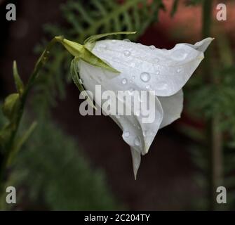Campanula Persicifolia - variante blanche Banque D'Images