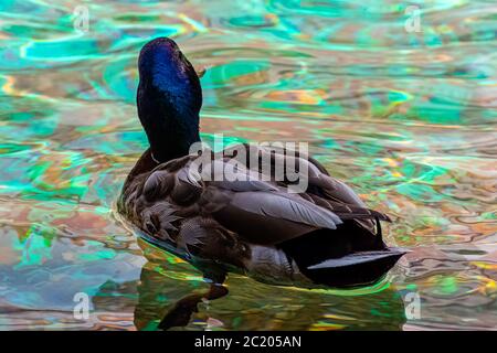 Mallard - canard sauvage nageant dans un parc français Banque D'Images