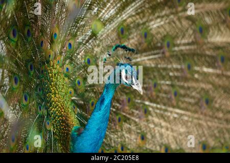 Paon bleu mâle adulte montrant ses plumes colorées, portrait gros plan. Banque D'Images
