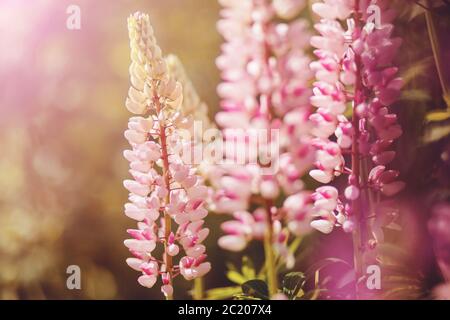 Des fleurs lupin parfumées aux couleurs roses et délicates ont fleuri en été, illuminées par le soleil. Banque D'Images