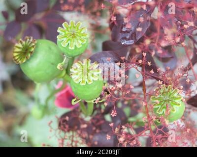 Illustration abstraite d'art floral regardant sur quatre têtes de coquelicot vertes sur un fond contrasté des feuilles bordeaux du buisson fumé. Banque D'Images