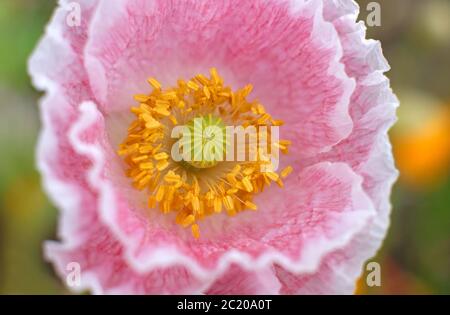 gros plan du pavot rose, papaver rhoeas, norfolk, angleterre Banque D'Images