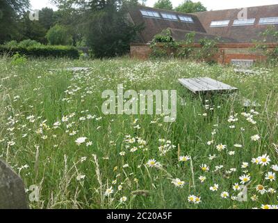 Les bancs de pique-nique d'une propriété de National Trust sont hauteur de genou dans les mauvaises herbes et les pâquerettes, une conséquence de l'enfermement et de la fureur des jardiniers. Banque D'Images