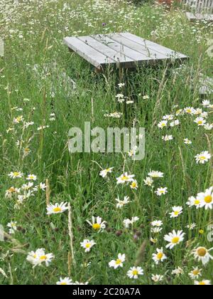 Les bancs de pique-nique d'une propriété de National Trust sont hauteur de genou dans les mauvaises herbes et les pâquerettes, une conséquence de l'enfermement et de la fureur des jardiniers. Banque D'Images