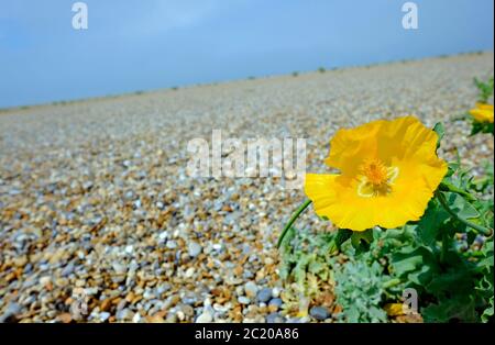 plante de pavot à cornes jaunes sur la plage de galets de salthouse, nord de norfolk, angleterre Banque D'Images