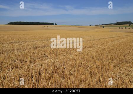 Vue sur un champ de chaume après la récolte Banque D'Images