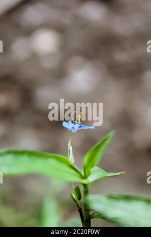 Photographie de petite fleur bleue Banque D'Images