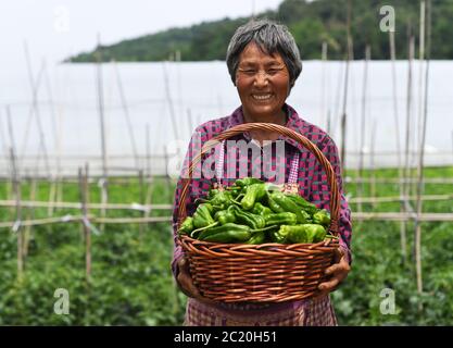 Chongqing. 16 juin 2020. Un agriculteur présente des poivrons fraîchement cueillis à la base de plantation de légumes du village de Laojunshan, dans le district de Yubei, dans la municipalité de Chongqing, dans le sud-ouest de la Chine, le 16 juin 2020. En utilisant ses avantages géographiques et ses conditions naturelles, le village de Laojunshan a développé avec vigueur ces dernières années l'industrie végétale alpine, afin d'aider les villageois environnants à trouver un emploi près de leur domicile et à augmenter leurs revenus. Crédit : Wang Quanchao/Xinhua/Alay Live News Banque D'Images