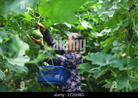 Chongqing. 16 juin 2020. Un agriculteur cueille des citrouilles à la base de plantation de légumes du village de Laojunshan, dans le district de Yubei, dans la municipalité de Chongqing, dans le sud-ouest de la Chine, le 16 juin 2020. En utilisant ses avantages géographiques et ses conditions naturelles, le village de Laojunshan a développé avec vigueur ces dernières années l'industrie végétale alpine, afin d'aider les villageois environnants à trouver un emploi près de leur domicile et à augmenter leurs revenus. Crédit : Wang Quanchao/Xinhua/Alay Live News Banque D'Images