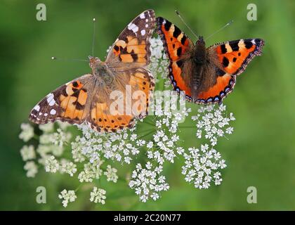 Petit renard Aglais urticae et Thistle age Vanessa cardui Banque D'Images