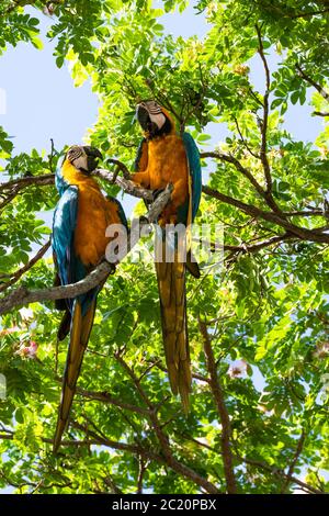 Deux aras bleu et or en désaccord sur la nourriture perchée dans un arbre. Banque D'Images