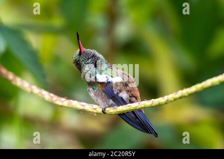 Un jeune colibri à rumissement de cuivre préentant ses plumes tout en perçant dans une zone de Verbain. Banque D'Images