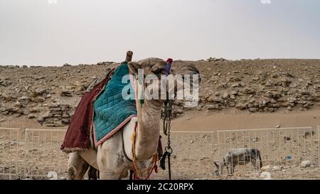 Chameau près de la Pyramide Djoser ou Djeser et Zoser, ou étape Pyramide est un vestiges archéologique dans la nécropole de Saqqara, en Egypte, au nord-ouest de la c Banque D'Images