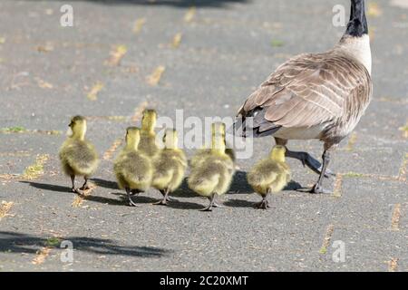 Groupe de la famille de la Bernache du Canada (Branta canadensis) avec de jeunes Gosslings sur terre Banque D'Images