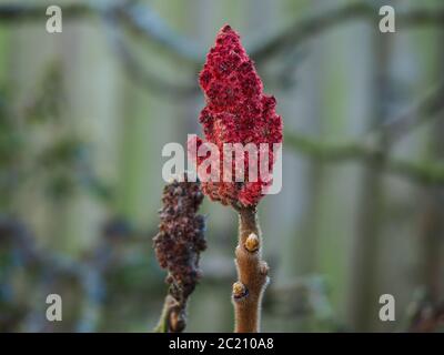 Gros plan d'une pointe de fleur rouge d'un arbre de Rhus typhina (staghorn sumac) en hiver Banque D'Images