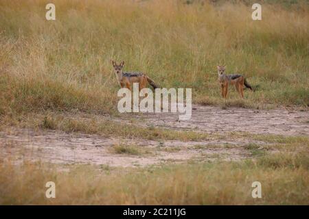 Deux cachas à dos noir dans la savane kenyane Banque D'Images