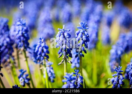 Fleurs de raisin-jacinthe bleu vif, dans un champ vert par une journée ensoleillée, vue sur le paysage, avec une faible profondeur de champ Banque D'Images