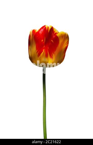 Une seule belle tulipe jaune et rouge variégée isolée sur un fond blanc Banque D'Images