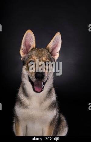 Portrait d'un chiot hybride tamaskan femelle assis avec des oreilles flappy isolées sur un fond blanc regardant l'appareil photo Banque D'Images