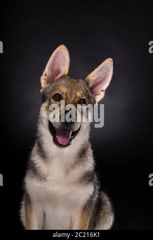 Portrait d'un chiot hybride tamaskan femelle assis avec des oreilles flappy isolées sur un fond blanc regardant l'appareil photo Banque D'Images