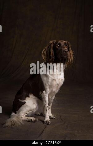 Portrait d'un petit chien de munsterlander femelle, heidewachtel, assis sur fond noir Banque D'Images