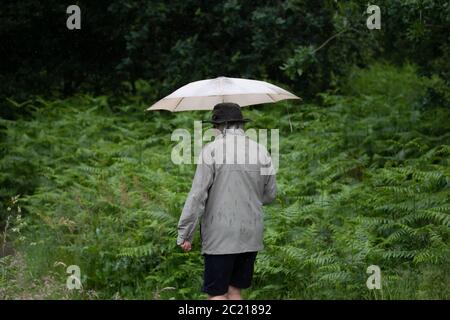Limpsfield Chart, Surrey, 16 juin 2020, UN homme utilise un parapluie pour une promenade dans les bois malgré les précipitations à Limpsfield Chart, Surrey. Les prévisions météorologiques pour aujourd'hui sont de 20C avec des averses de pluie et de continuer pour le reste de la semaine. Crédit : Keith Larby/Alay Live News Banque D'Images